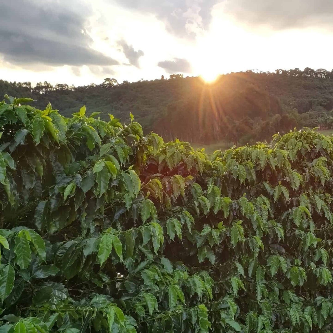 Uganda- Jukia Park - Natural Anaerobic - Keen Coffee Roasters - Bean Bros.
